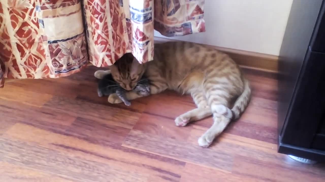 Cat steals kittens from mom