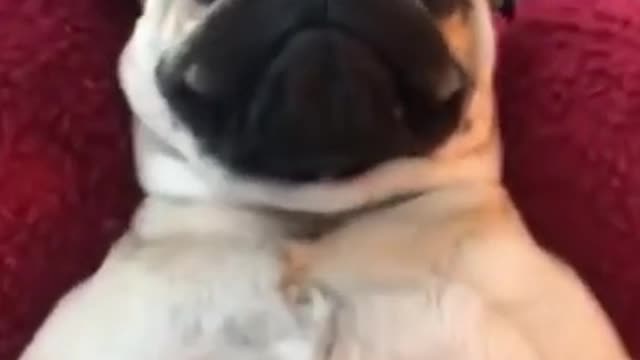 funny pug getting a belly rub