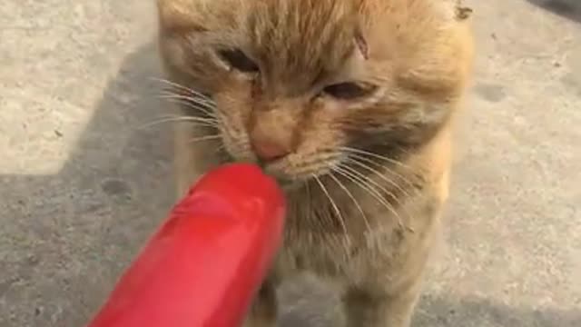 Cute kittens Baby Cats Cute and Funny Cat Videos Compilation #shorts #animals #