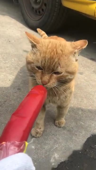 Cute kittens Baby Cats Cute and Funny Cat Videos Compilation #shorts #animals #