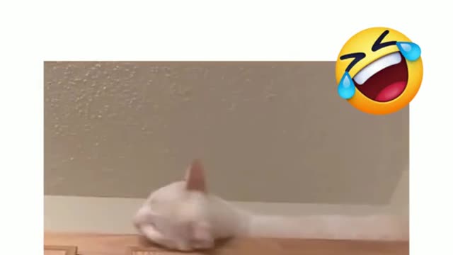 Funny Videos 2022 😂 - #143