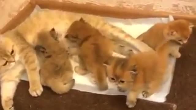 Cat line up