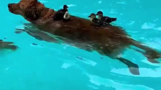 Chickens having a ride on dog in the swimming pool