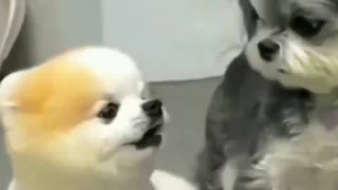 scary_dogs_reaction