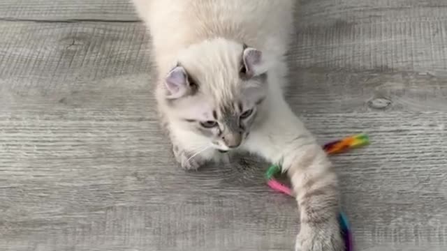 Cute and Funny Cat Videos Compilation - PART 34