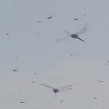 Hoard of dragonflies descend and invade a beach in Rhode Island