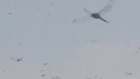 Hoard of dragonflies descend and invade a beach in Rhode Island