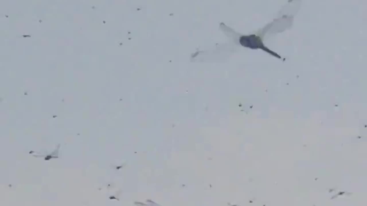 Hoard of dragonflies descend and invade a beach in Rhode Island