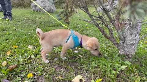 How to Train ANY PUPPY to walk on leash