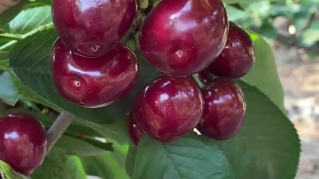 ASMR fruits cutting