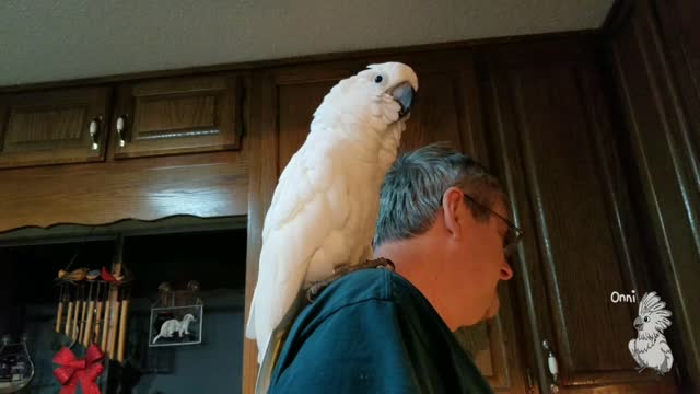 Cockatoo serenades owner by singing 'I love you'