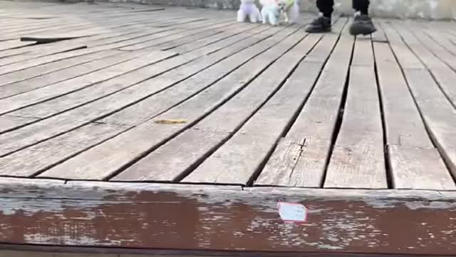 Cute puppy playing funny