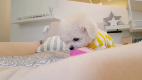 lovely puppy videos2