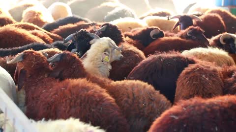 Farm sheep