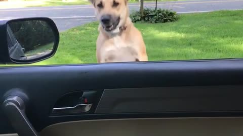 Brown dog jumps up and down by car window