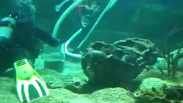 large aquarium in St. Petersburg