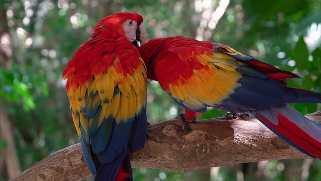the most beautiful parrot in the world