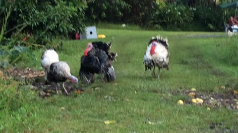 Big ole turkeys