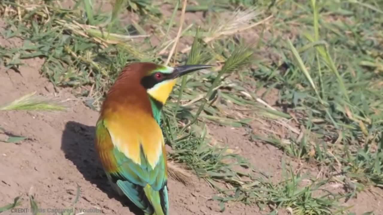 birds around the world sp-07