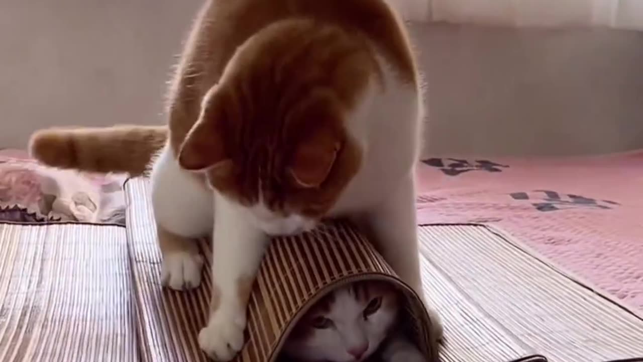 Cats playing video