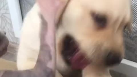 The eternal struggle between a cat and a dog
