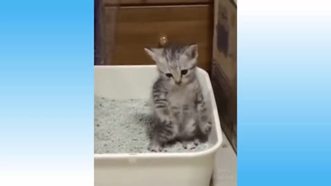 Too funny pets