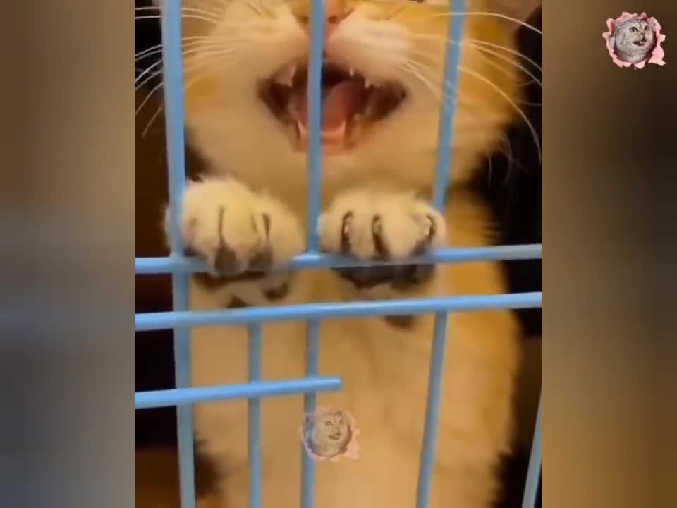 Cat video