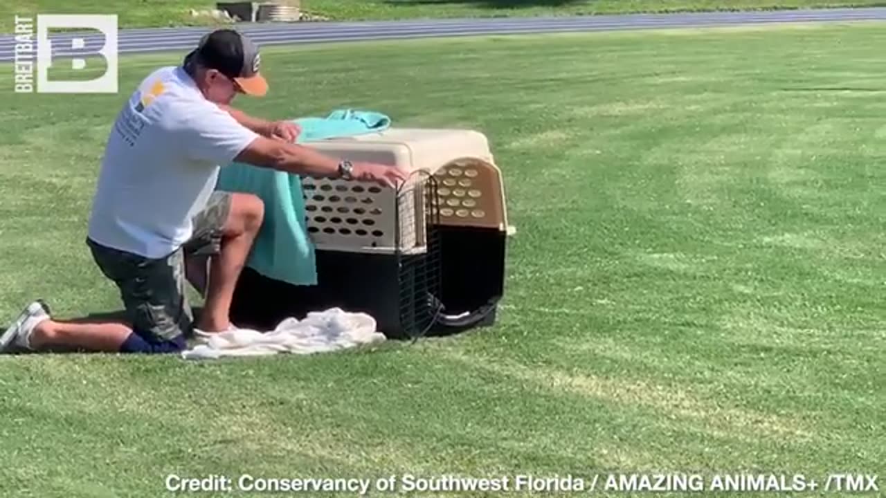 FREEDOM!! Injured and Rescued Bald Eagle RELEASED in SW Florida