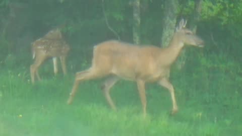 Doe and Fawn