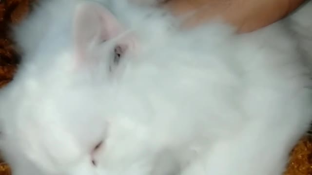 Beautiful kitten hunny new video || cats videos