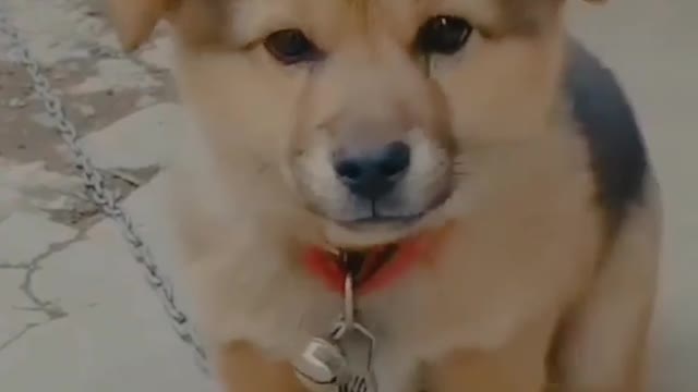 I Adopted Every Indian Dosg puppies Cutest Baby Animals Video Compitition Cute Moment of The Animal