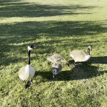 Very cute geese family