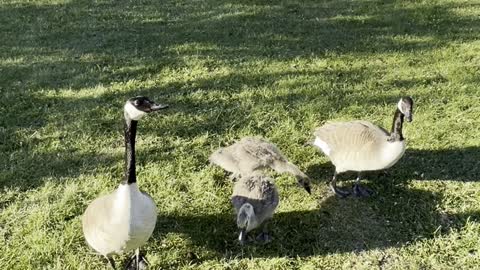 Very cute geese family