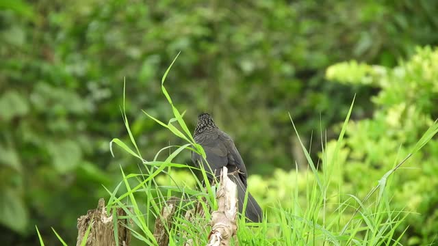 sparrows-branch-tree-bird