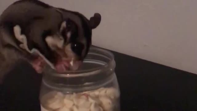 genius sugar glider opening a screw top tub for treats!