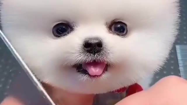 Most beautiful doggy in the world