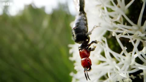 Sneaky Orchid Tricks a Wasp | The Green Planet | BBC Earth