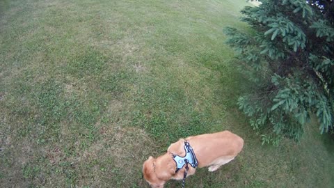 June 14th, 63º Flynn and I walk the North driveway.