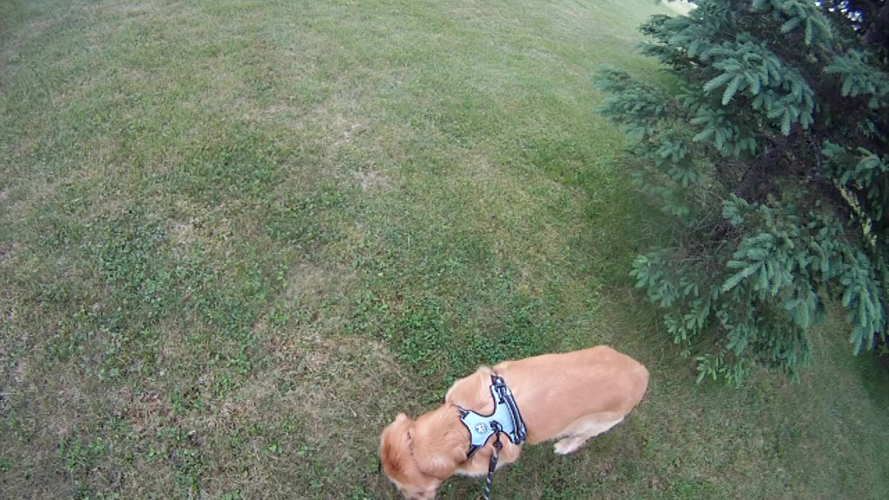 June 14th, 63º Flynn and I walk the North driveway.