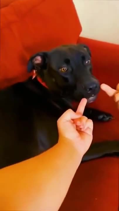 Top Funny Furry Friends