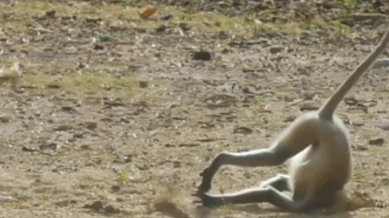 World greatest Funniest Monkey - cute and funny monkey videos