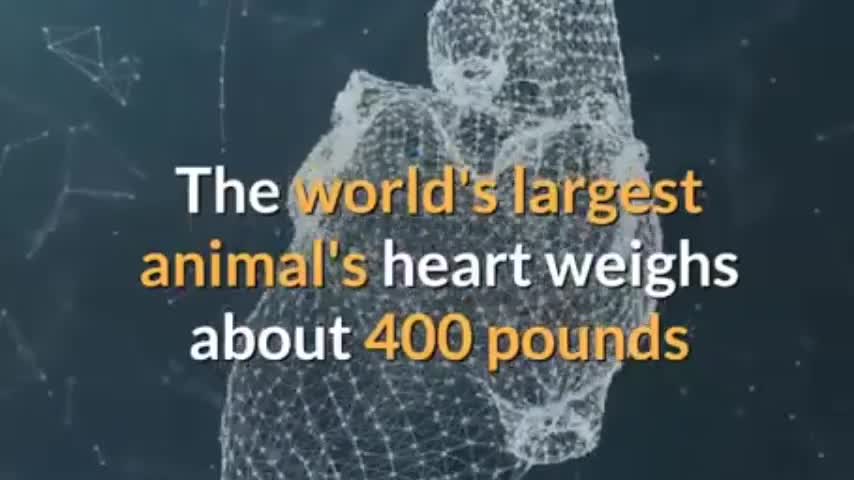 Did you know about Blue Whale Heart Size and Heart Beat ?