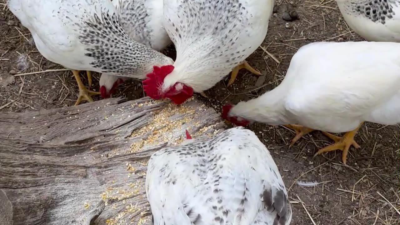 August garden harvest👩‍🌾 and feeding our Delaware Heritage chickens a treat!