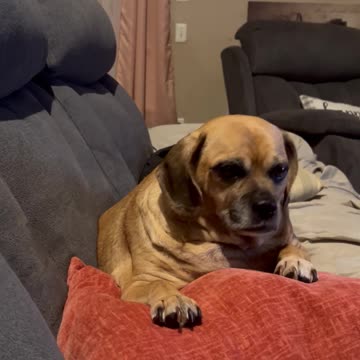 Queen of The Castle! My Beautiful Puggle Chloe #dog #puggle #queen