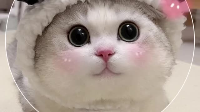 Cute and cute white cat