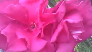 Beautiful red oleander flowers in the square, they are very beautiful! [Nature & Animals]