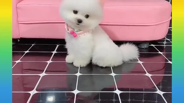 Dog funny