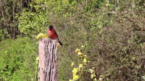 Bullfinch Fast Eating Bird QT-