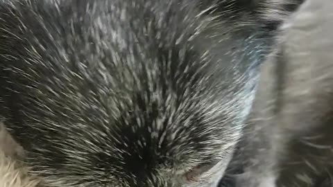 Funny Dog Eating Whip Cream on His Nose