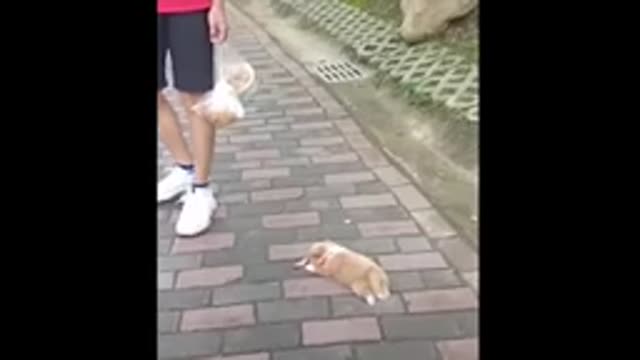 Baby Puppies Cute Pets 2021@